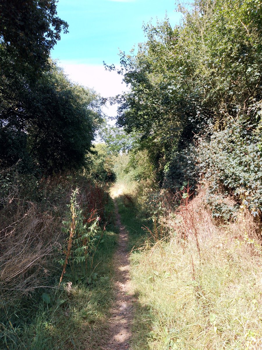 #FarndishHolloway in the morning #Bedfordshire.
#PhilOnaBike #HollowayWednesday #Sunkenlanes #FootpathFriday