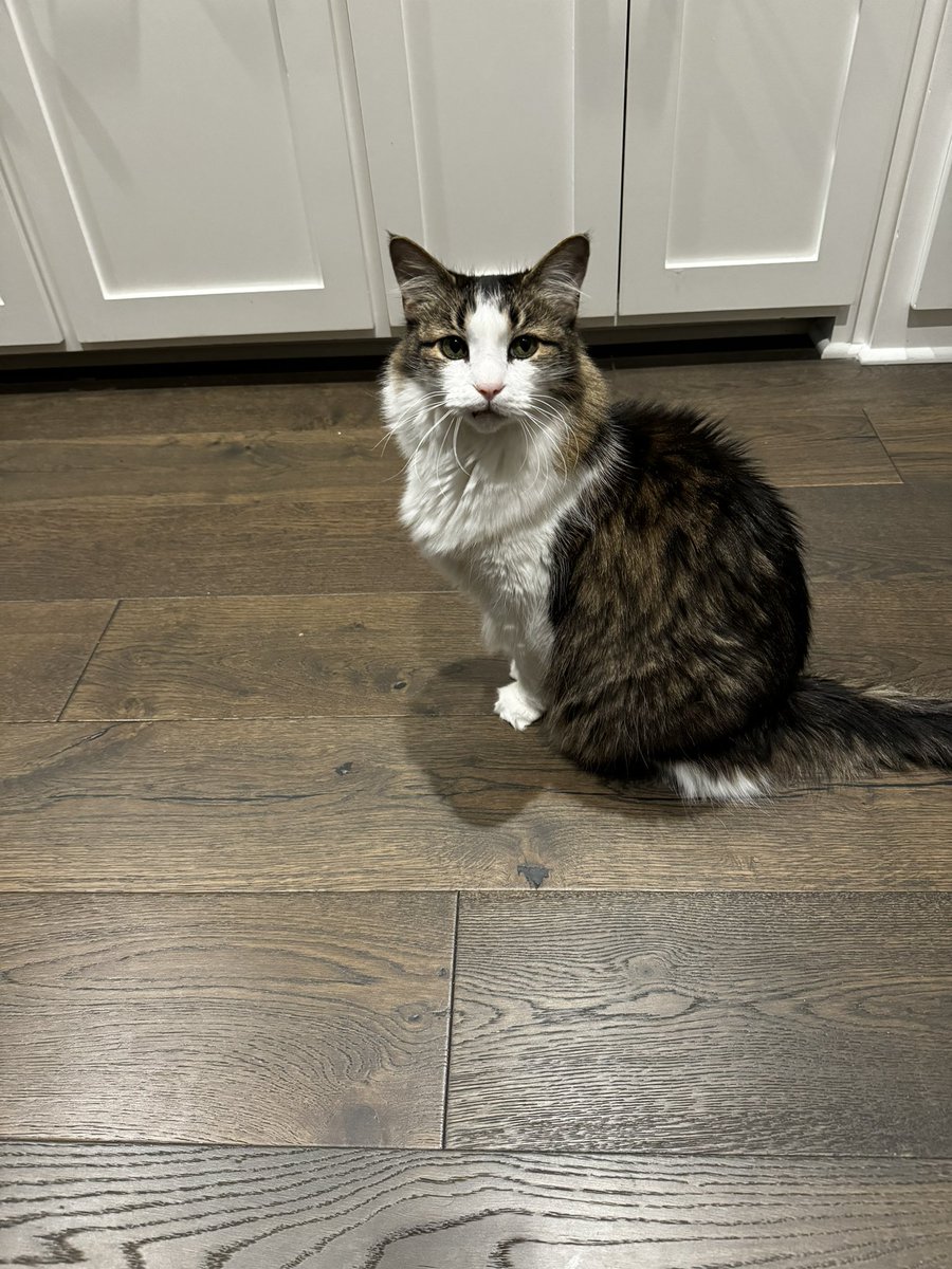Seven’s mom here: I brought Seven to the vet this morning for coughing and vomiting. Well, he is in kidney failure and they are keeping him over night. We could use a paw power, prayers or whatever you can send our way. This pic was taken a few nights ago.
#Hedgewatch #CatsOfX 🙁