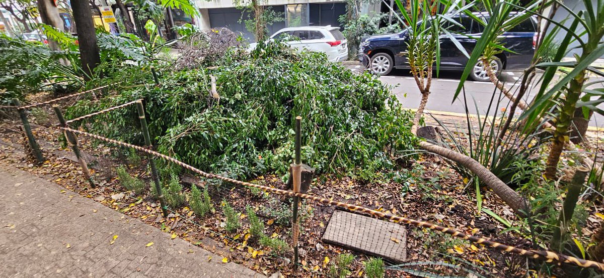 Gardenia777777's tweet photo. #CFE cortan árboles arbitrariamente, destruyen jardineras recién plantadas por vecinos.  Que pena la falta de respeto por la naturaleza y por el trabajo de los colonos de Hipódromo Condesa https://t.co/NxqKNCzLec