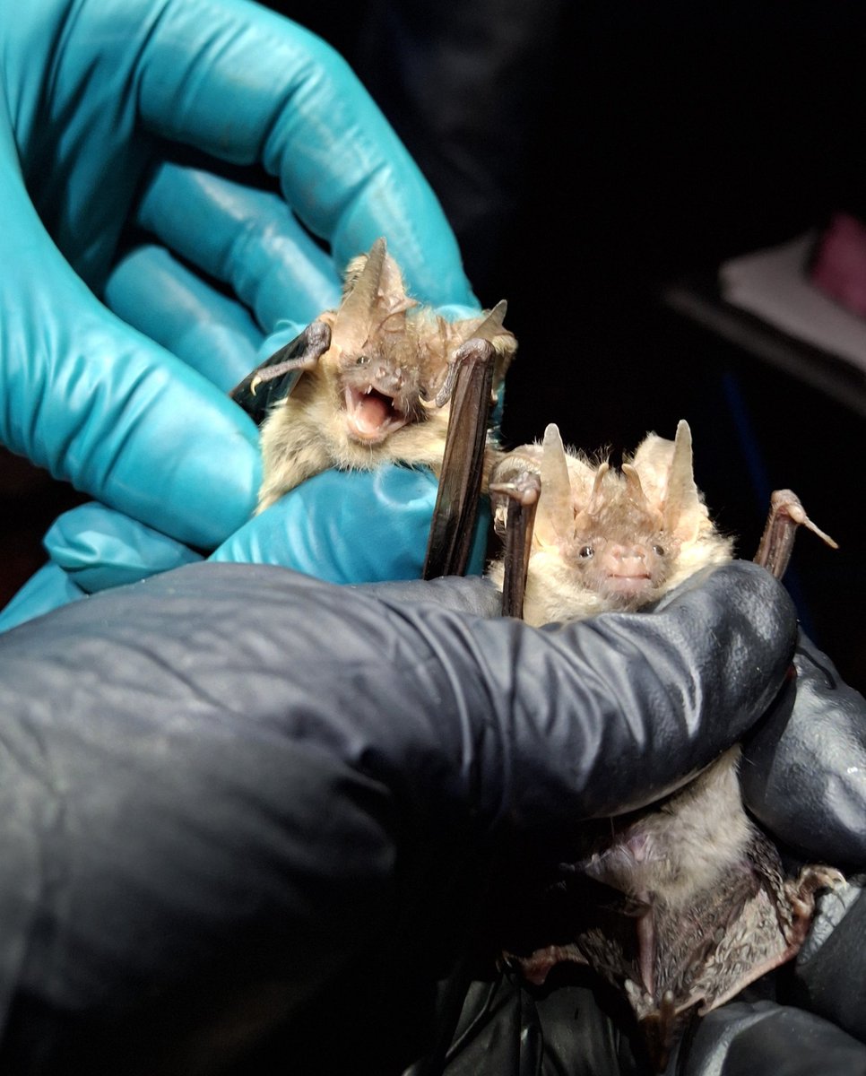 Photo-bombed! 
These must surely be worth a caption competition?
#bats