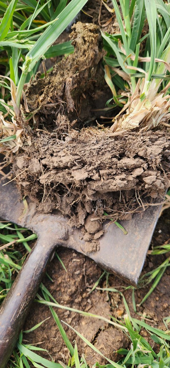DiegoHugoPerez's tweet photo. Lo que hace una pastura consociada en el suelo luego de 5 años #AGSUS
#CARBONOENSUELO #sustentabilidad https://t.co/6pt49Wu3L2