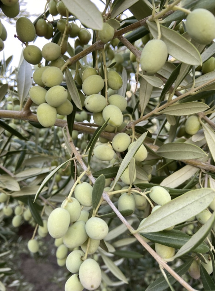 ucanr's tweet photo. In a first-ever manual on #olive production for oil, growers and UC Cooperative Extension researchers offer guidance on producing high-quality #olives.
@UCANRMike 
Learn where you can purchase the manual ➡️https://t.co/TYqZDHTe2X https://t.co/HjYyGVnHKt