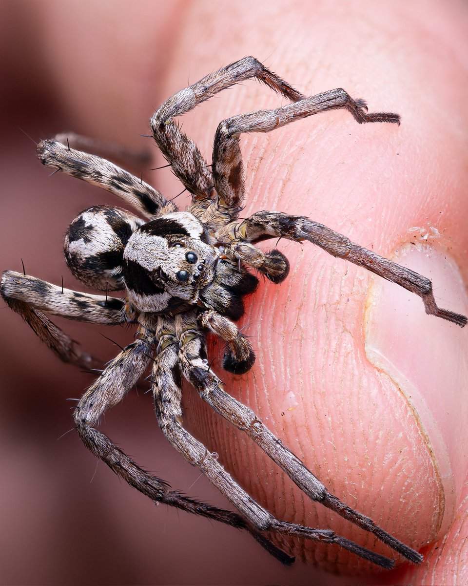 Luke D Chambers (@macrochambers) on Twitter photo One off the bucket list! The amazing Great-Fox Spider (Alopecosa fabrilis). What a stunning creature 😍 More images to come!
<a href="/SurreyWT/">Surrey Wildlife Trust</a> <a href="/BBCSpringwatch/">BBC Springwatch</a> <a href="/WildlifeTrusts/">The Wildlife Trusts</a> <a href="/WildlifeMag/">BBC Wildlife</a> <a href="/BritishSpiders/">BAS</a> #Alopecosafabrilis #wolfspider #macro #nature #spiders One off the bucket list! The amazing Great-Fox Spider (Alopecosa fabrilis). What a stunning creature 😍 More images to come!
<a href="/SurreyWT/">Surrey Wildlife Trust</a> <a href="/BBCSpringwatch/">BBC Springwatch</a> <a href="/WildlifeTrusts/">The Wildlife Trusts</a> <a href="/WildlifeMag/">BBC Wildlife</a> <a href="/BritishSpiders/">BAS</a> #Alopecosafabrilis #wolfspider #macro #nature #spiders