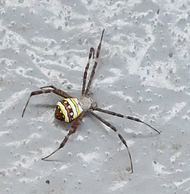 窓の外におっきなコガネグモが巣張ってくれてたからテンション上がって至近距離で見ようとしたらびっくりして落ちちゃった
また戻ってくれるかなぁ 