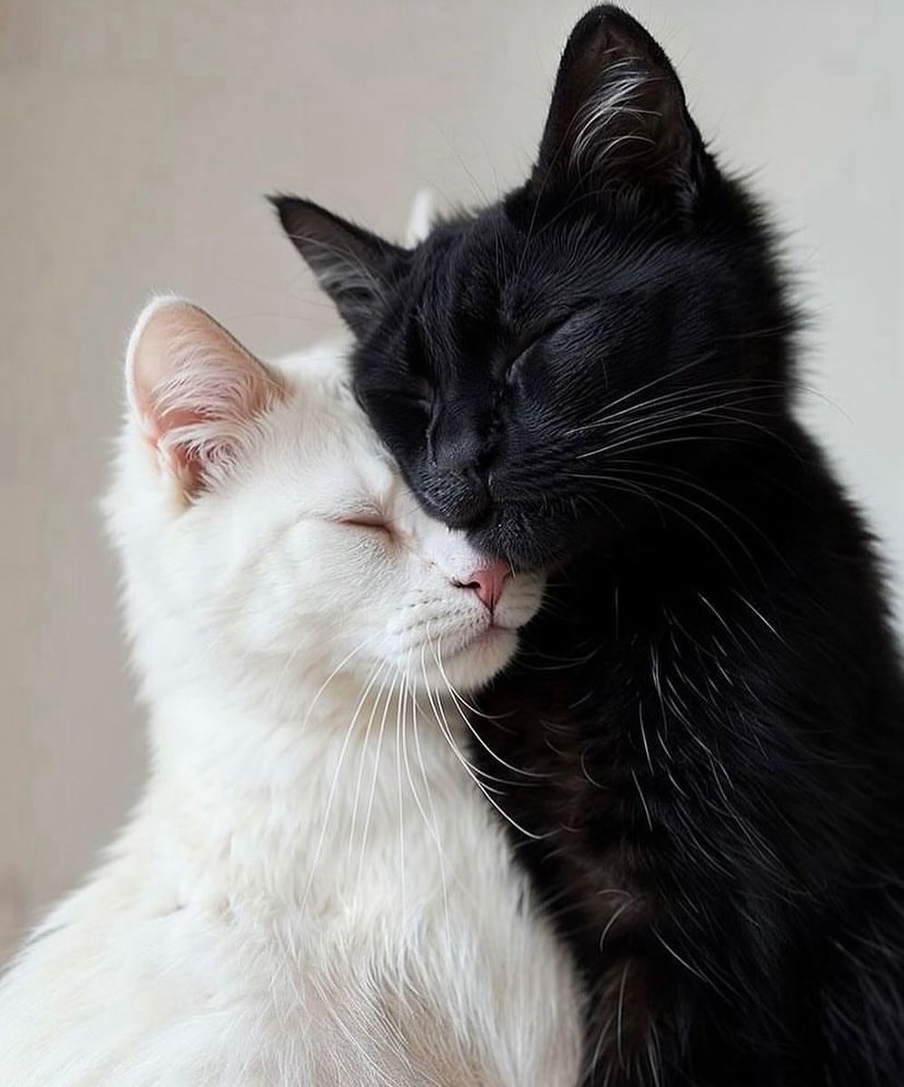Black cats are not bad luck tweet media