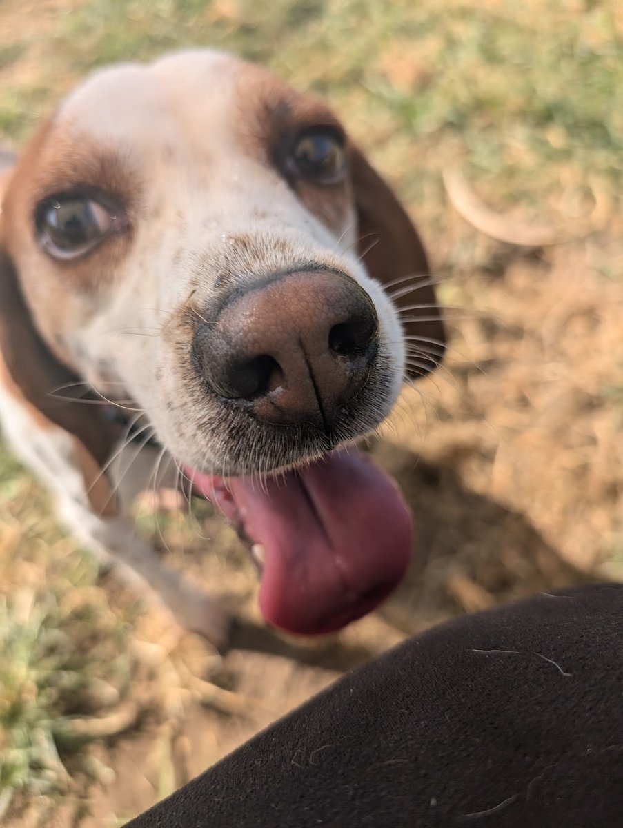 beaglefreedom's tweet photo. Coming to you live from the Freedom Fields Dog Park with a fresh #TongueOutTuesday!

 Carol, Knox, and Enzo are all waiting for families to adopt them! ❤️

👉 Apply to adopt at https://t.co/q2QSJSU6Mx 

 #beaglefreedom #bfp #freedomfields #beaglefreedomproject https://t.co/q2XyNtxUJK