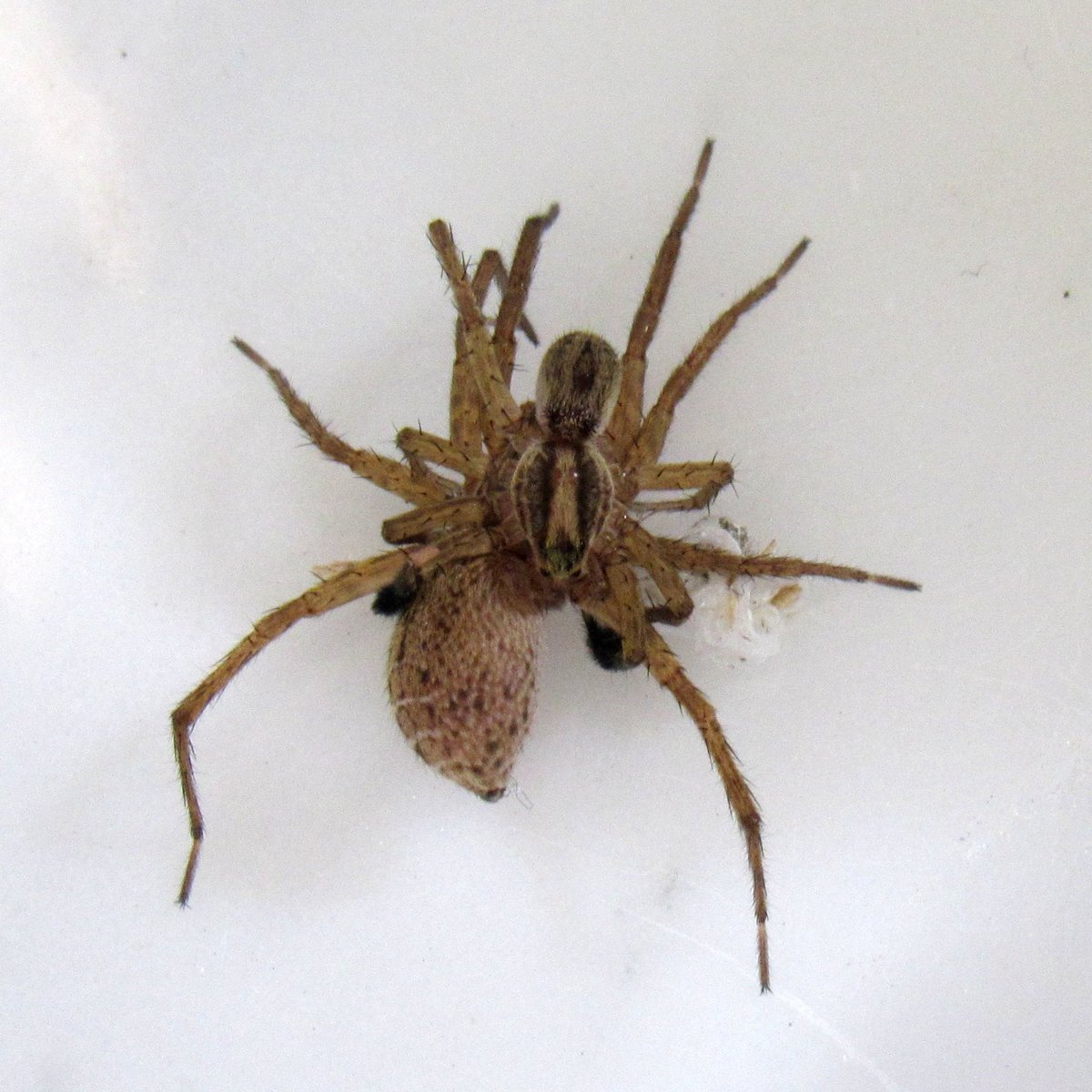 Mariela Oviedo-Diego (@marielaoviedod1) on Twitter photo Ornamentation isn't enough to ensure male mating success in Schizocosa wolf spiders. Yet, it may interact with courtship rate, suggesting a complex female assessment strategy ➡️shorturl.at/Cv7XP. Thanks <a href="/hebets_lab/">Dr. Eileen Hebets (she/her) 🕷</a> for inviting me to contribute to this team! <a href="/FrontiersIn/">Frontiers</a> 🕷️ Ornamentation isn't enough to ensure male mating success in Schizocosa wolf spiders. Yet, it may interact with courtship rate, suggesting a complex female assessment strategy ➡️shorturl.at/Cv7XP. Thanks <a href="/hebets_lab/">Dr. Eileen Hebets (she/her) 🕷</a> for inviting me to contribute to this team! <a href="/FrontiersIn/">Frontiers</a> 🕷️
