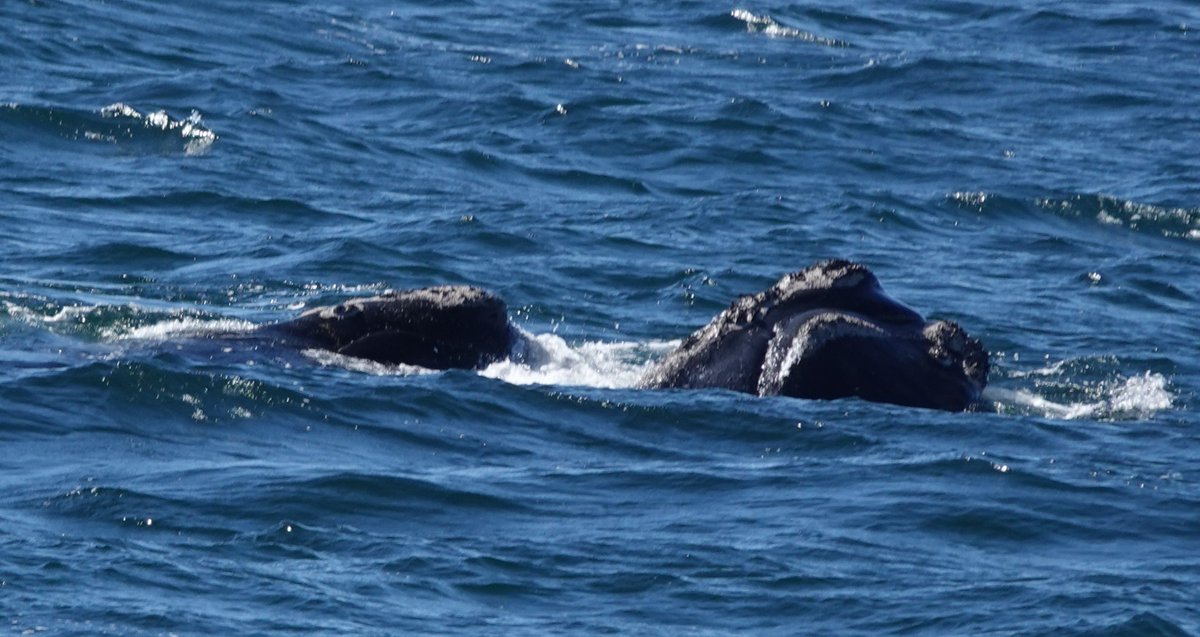 Martin Pitt tweet media