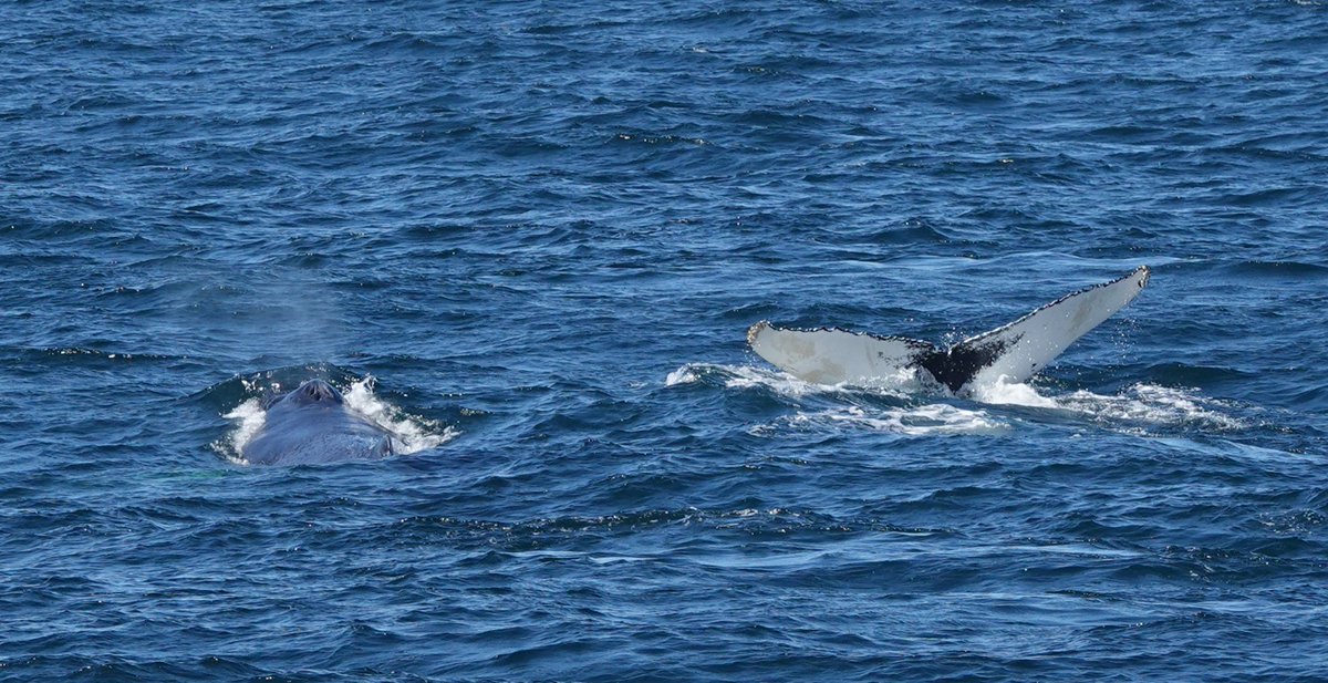 Martin Pitt tweet media