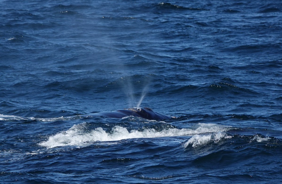 Martin Pitt tweet media