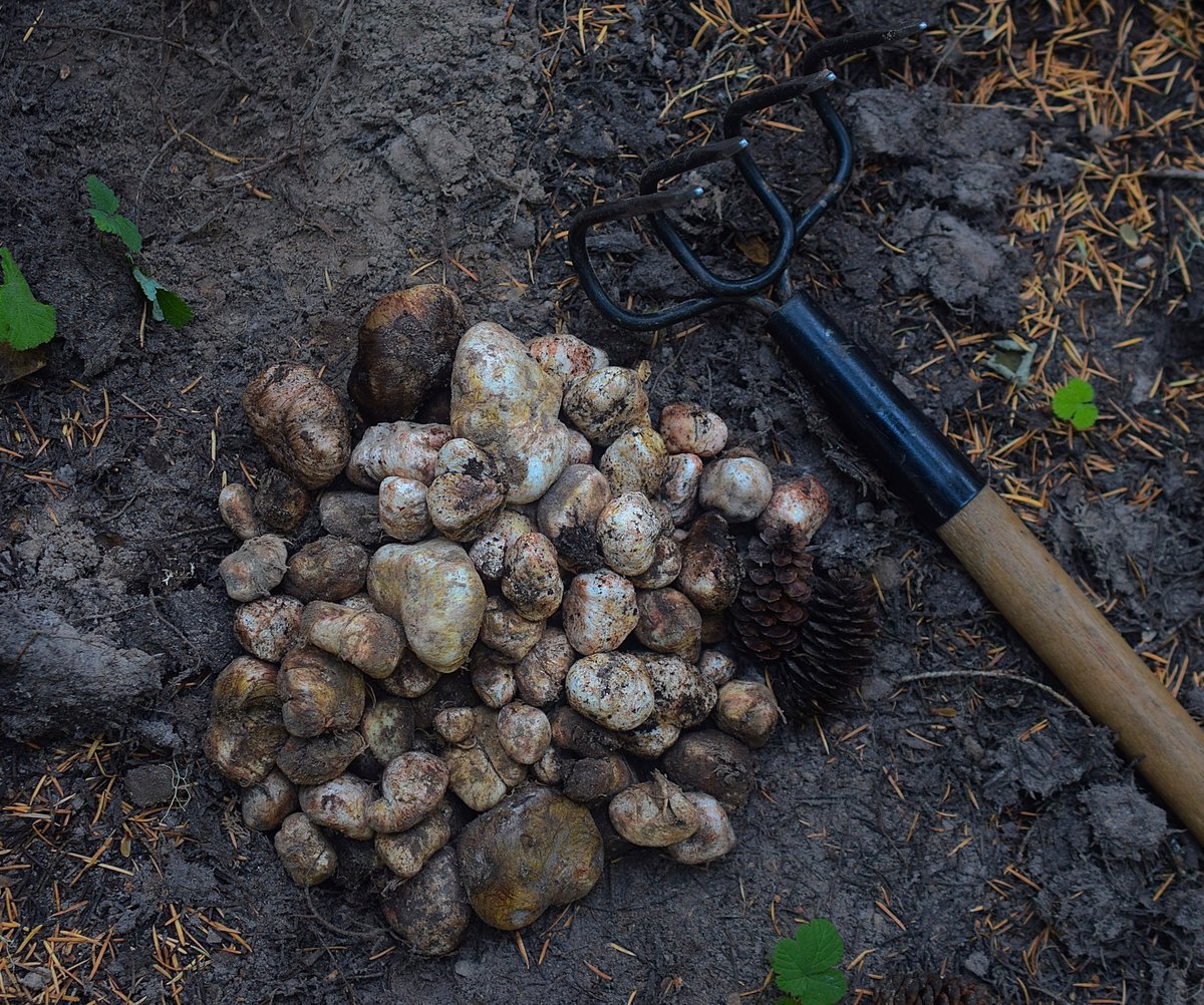 I am happy to announce that I am now a Postdoc at <a href="/osubpp/">Botany & Plant Pathology</a>, working with <a href="/posybusby/">Posy Busby</a> on foliar fungi ecology (but still on priority effects). 

Two years ago, Rhizopogon brought me to Corvallis... now, I am back and ready to continue doing science :)