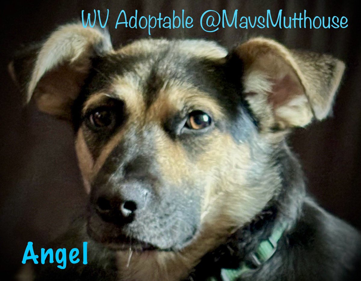 MavsMutthouse's tweet photo. https://t.co/hnEVZ8XSNy
