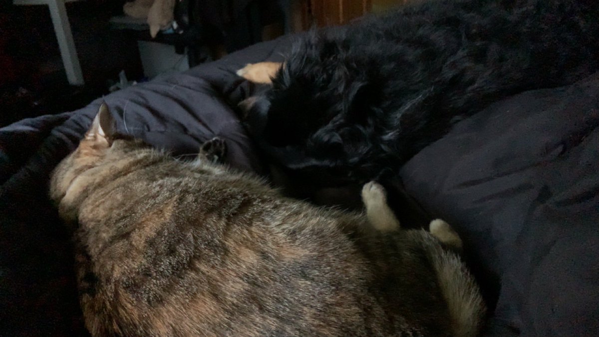 Emilyy_Katelynn's tweet photo. The two biggest downsides to moving into my own place, an hour away, I miss my best friends I lived with and the pets we have. I’m very lonely right now but I know that this was a good decision. I love them all and feelings are strong today. 🥺 https://t.co/kV0cr4fYs7