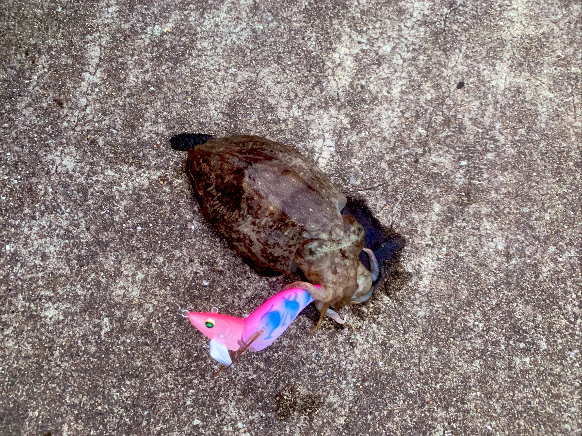 kaaazm66's tweet photo. 日勤〜夜勤〜朝エギング〜おやすみ💤
アモラスありがとう🦑 https://t.co/3lGiNXeV3V
