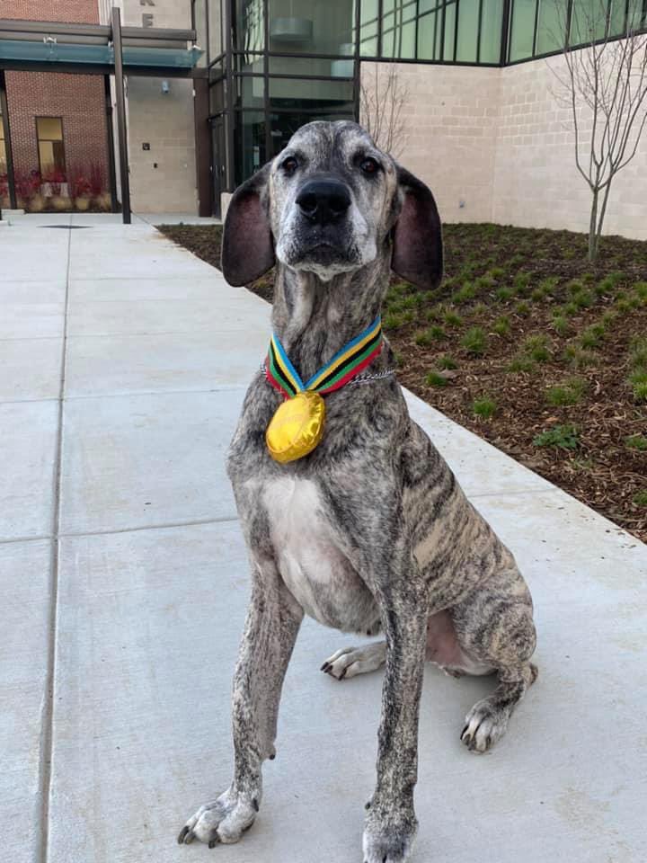 Nicholas Russell (@nick_russell84) on Twitter photo We had to say goodbye to Kane the Dane this week. He recently celebrated his 14th birthday and was a protector of our family. During the pandemic era Kane toured all of the BCPS sites and gave us a sense of normalcy. <a href="/BaltCoPS/">Baltimore County Public Schools</a> @cathleenthegr8 #kanethedanetoursbcps We had to say goodbye to Kane the Dane this week. He recently celebrated his 14th birthday and was a protector of our family. During the pandemic era Kane toured all of the BCPS sites and gave us a sense of normalcy. <a href="/BaltCoPS/">Baltimore County Public Schools</a> @cathleenthegr8 #kanethedanetoursbcps