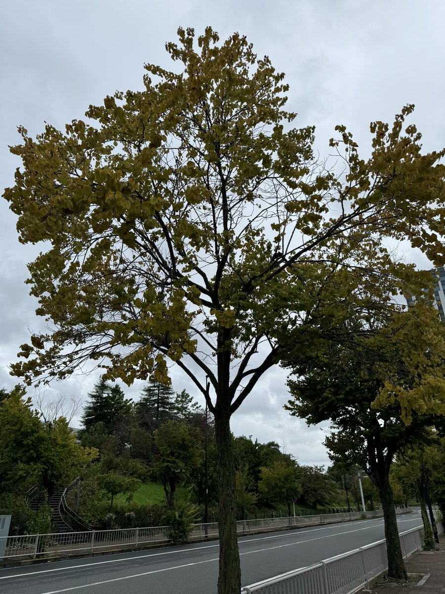 Өглөөний мэнд. 
Намар иржээ. 🇯🇵
Даарч байна.😂