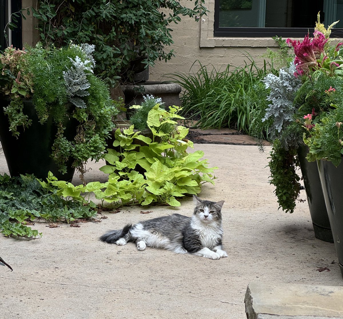 Fall has FINALLY arrived! Love being outside in this weather! #CatsOfTwitter