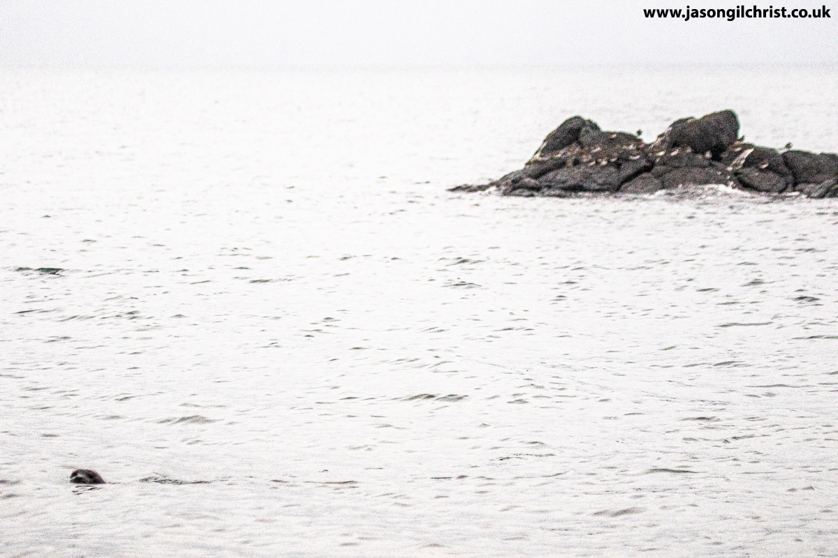 Grey seal, Halichoerus grypus, ♀️.
Turnstones, Arenaria interpres, roosting on rocks.
Firth of Forth.
Prestongrange.
East Lothian.
Scotland.
#GreySeal #Halichoerusgrypus #seal #Prestongrange #EastLothian #Scotland #StormHour #ThePhotoHour #TwitterNatureCommunity #ScotlandIsNow
