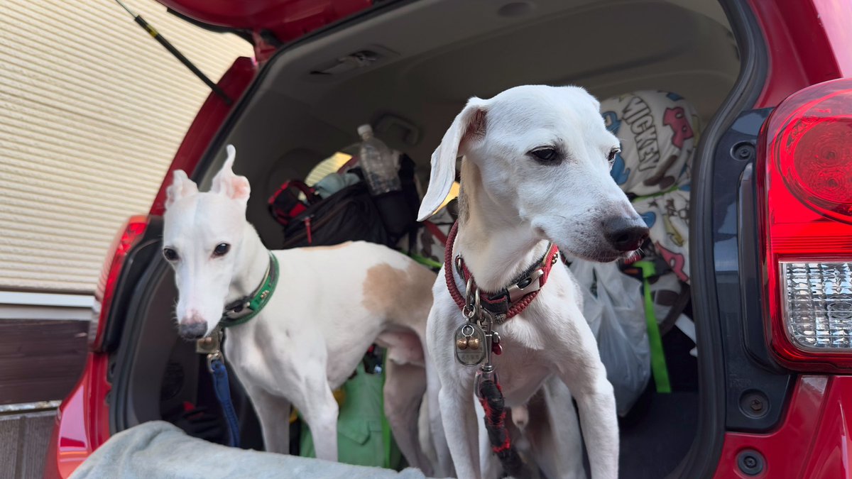 mocha_mill's tweet photo. 🐾20240924⛅️……ん⁉️
_
#beagle / #italiangreyhound #scenthound #whippet #sighthound #dog #photo #art #dogs #doglove #doglovers #doggy #picpets #photography https://t.co/JUsHxd5mMn