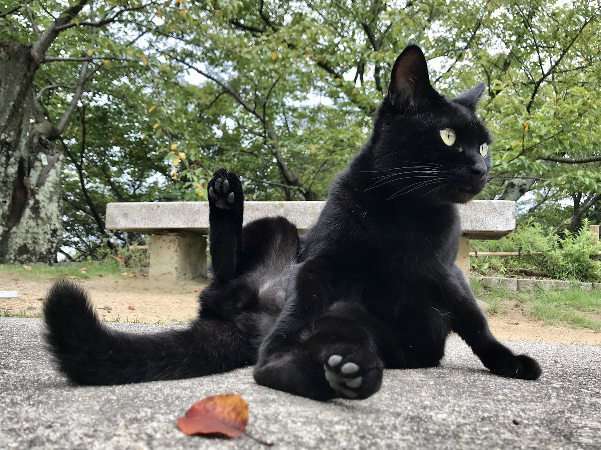 時をかける猫ニャ149