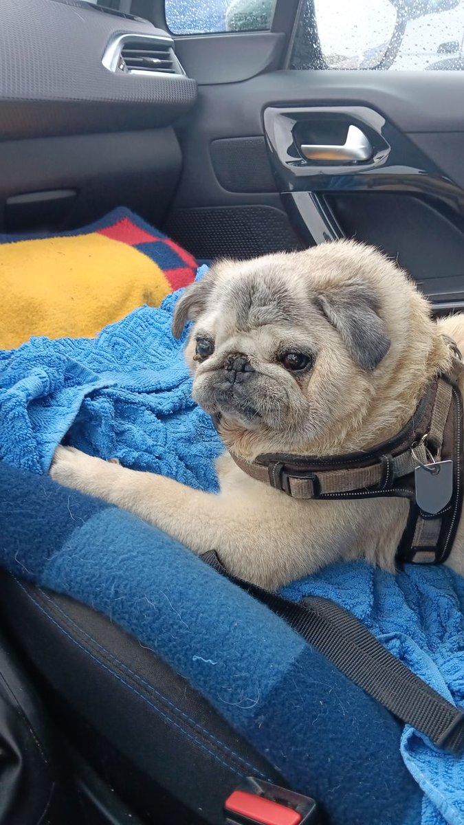 Bin gestern nach 420 km Autofahrt uns 2 Stunden auf der Fähre wieder in Berlin angelangt...hab immer aufgepasst, dass mein Opa richtig fährt😂😂😂