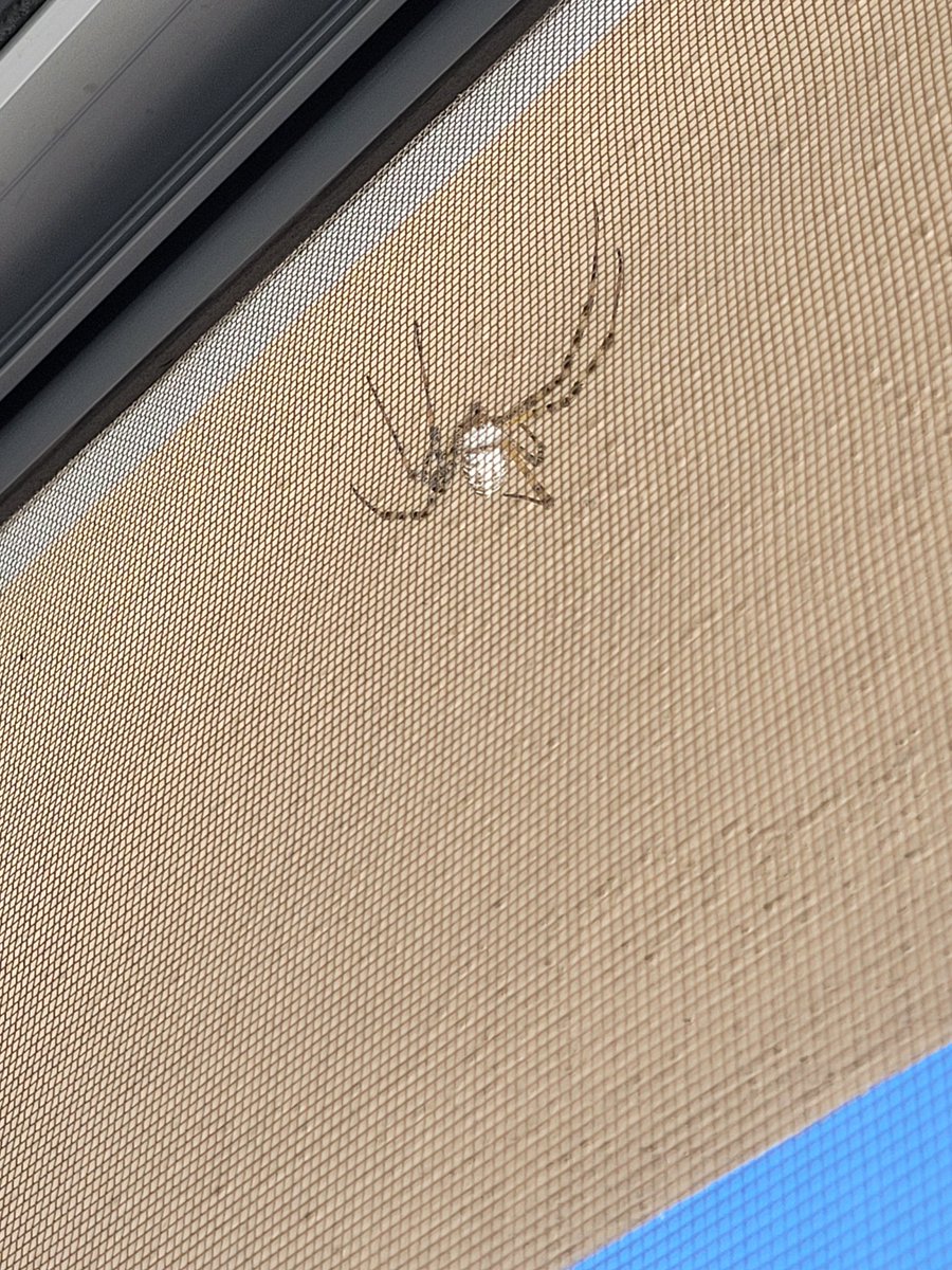 Maite_GAR's tweet photo. @Arachno_Cosas hola! Encontramos esta araña. Me ayudas a identificarla? Gracias! https://t.co/OvdQLl9OrO