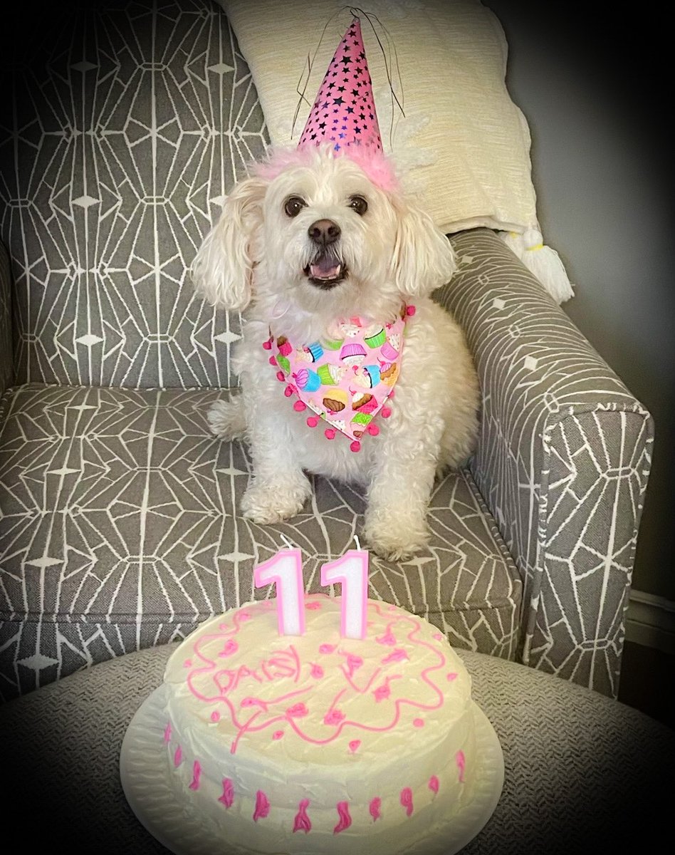 🌼Daisy the Malti-pom 🌼 tweet media