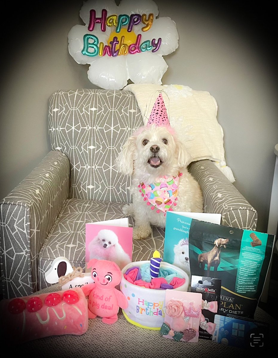 🌼Daisy the Malti-pom 🌼 tweet media