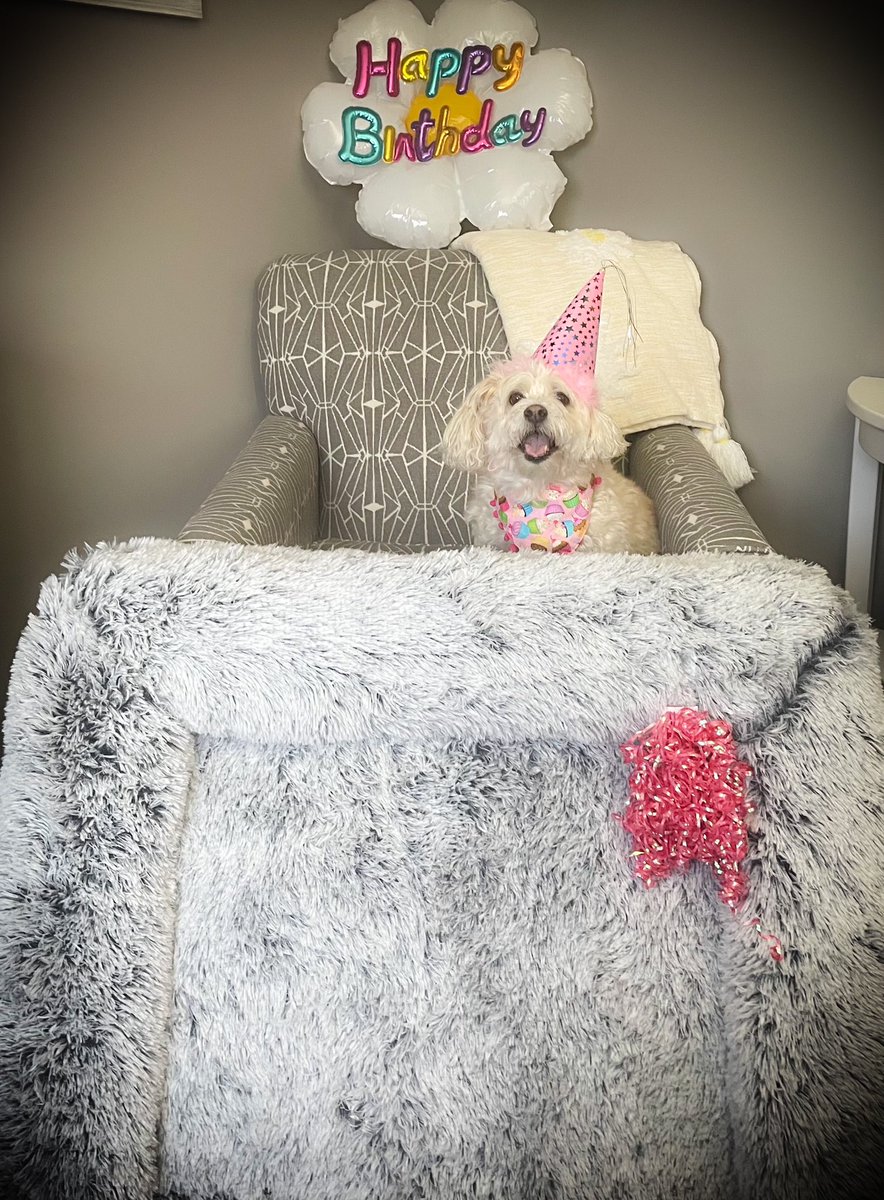 🌼Daisy the Malti-pom 🌼 tweet media