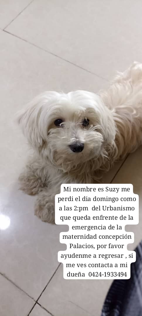 Suzy se perdió el día domingo,por favor proteccionista de San Martín, o personas hallan estado por la emergencia de la maternidad concepción palacios, es una perrita demaciado dulce que con cualquiera se va  si la has visto  contacta a su dueña esta desesperada RT <a href="/PerroUsuario/">PerroUsuario Wof '•'</a>