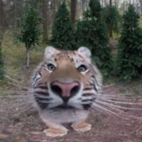 Punch Cat tweet media