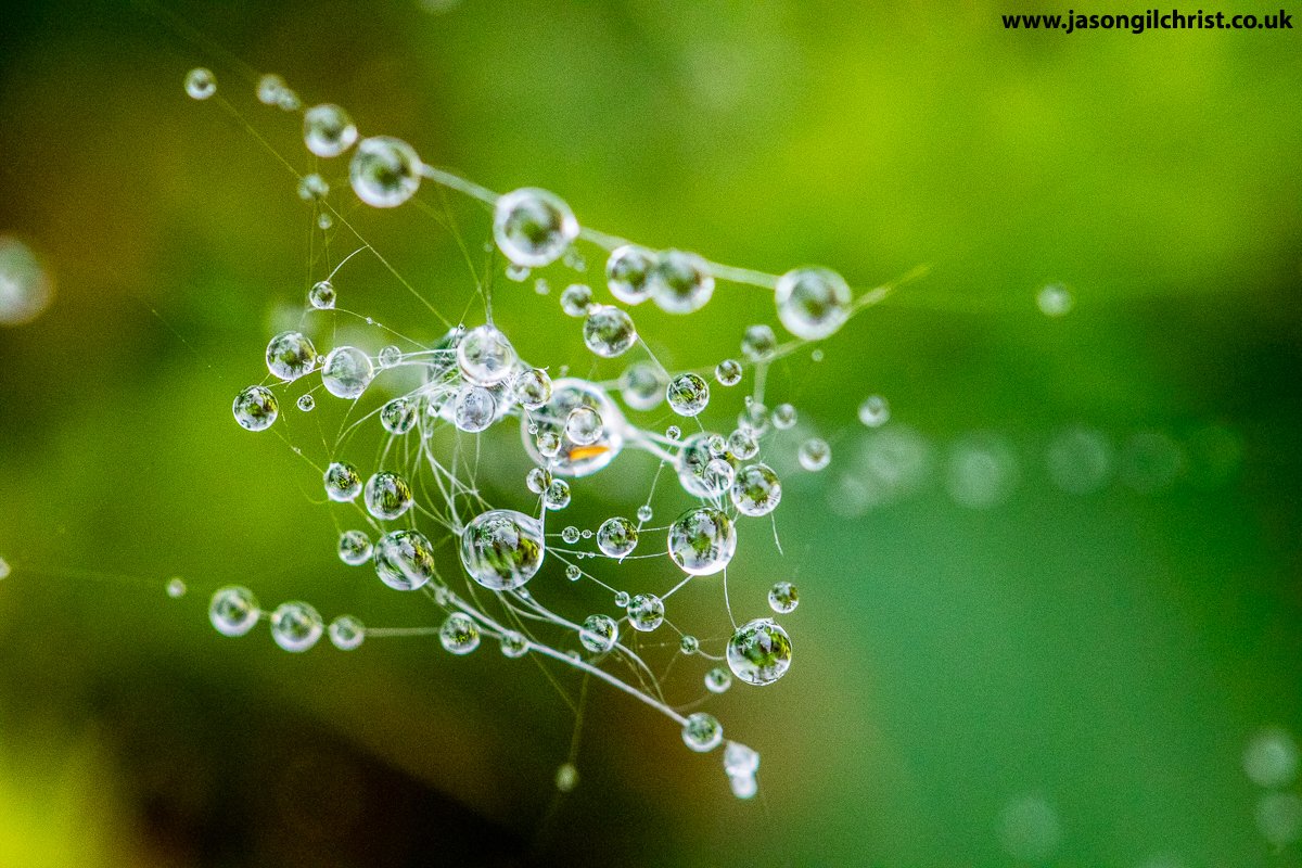 jgilchrist13's tweet image. Another world.
Raindrops on spider web, this morning, Bathgate, West Lothian, Scotland.
#SpiderWeb #SpidersWeb #nature #wildlife #macro #MacroHour #StormHour #ThePhotoHour #Bathgate #WestLothian #Scotland #ScotlandIsNow #TwitterNatureCommunity #TwitterNaturePhotography