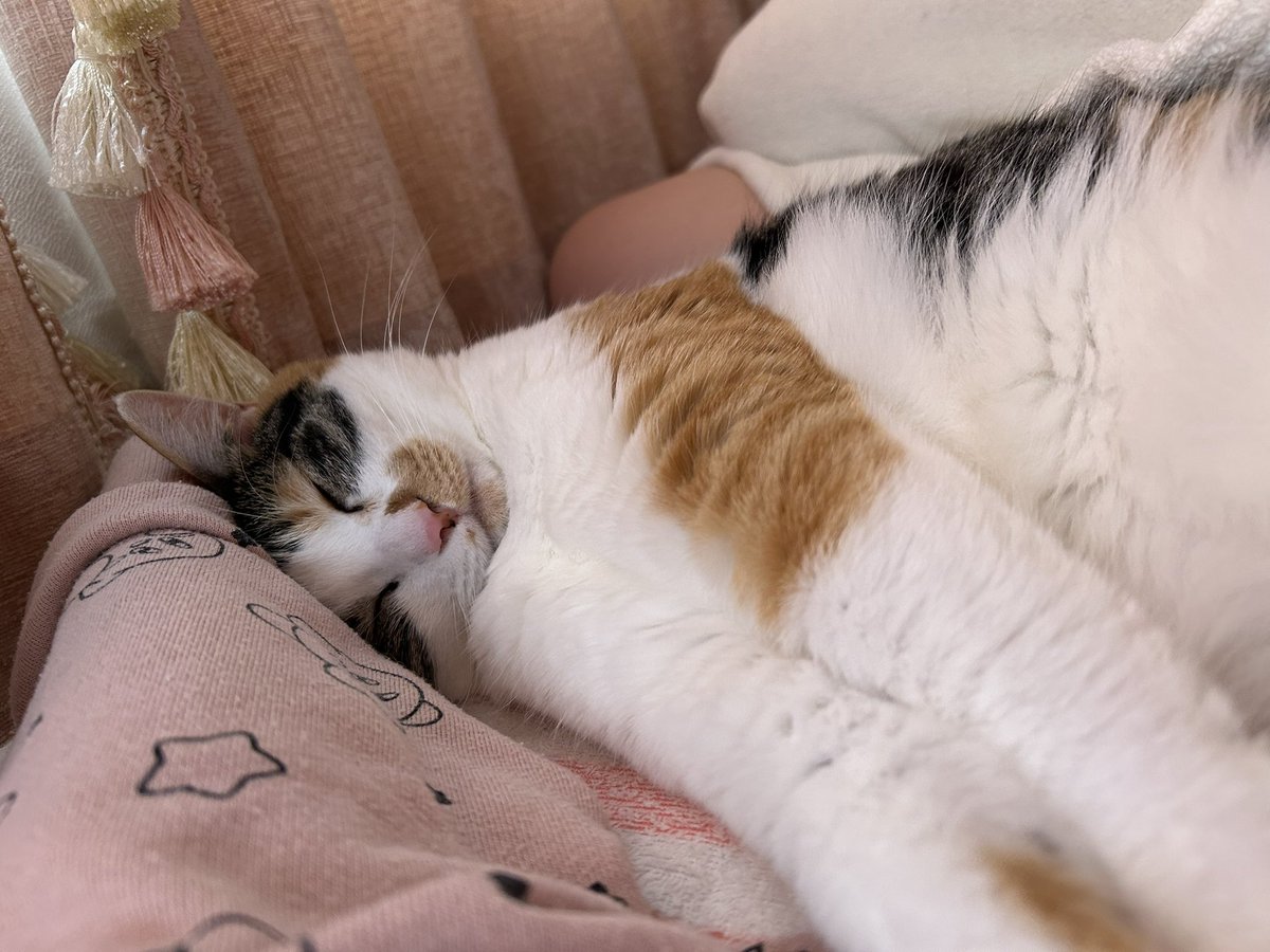maron_m3's tweet photo. 寒くなってきたのでくっついて寝てます🐱

#猫のいる暮らし
#三毛猫まろん https://t.co/1XomTPr2sV