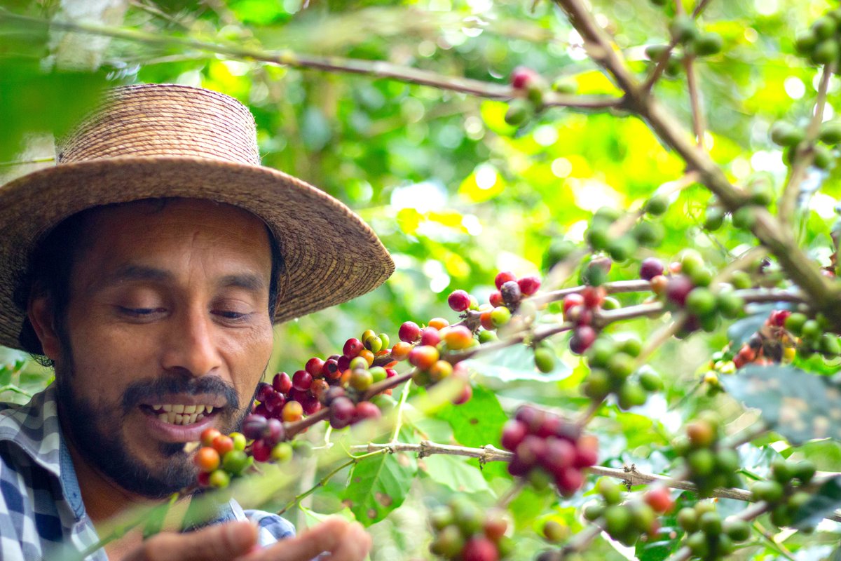 Capeltic's tweet photo. ¿Sabías que el café de Capeltic nace en la Selva Tseltal de Chiapas? Es ahí donde más de 300 familias trabajan cada día. Conoce a "Tactic" Manuel, uno de nuestros productores más respetados. Gracias a él y a muchas otras manos, cada taza de Capeltic tiene un sabor único.  ☕️🌱 https://t.co/4x1V1ZzvnP