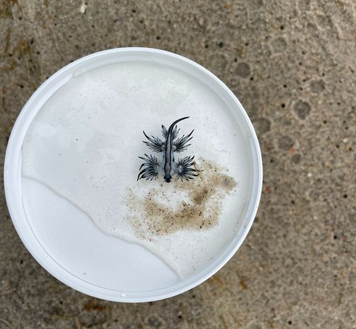WAVY_News's tweet photo. Venomous sea slugs have been spotted in the Outer Banks, according to Cape Hatteras National Seashore. Known as blue sea dragons, these slugs live in the ocean and occasionally get washed ashore by strong winds.

https://t.co/ltCnjaNqmS https://t.co/O9uRN3FQpF