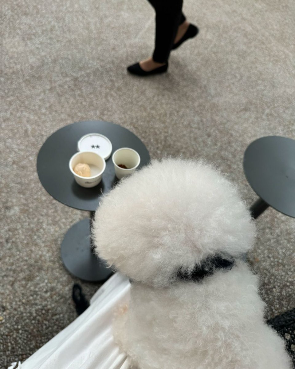 bluebottlejapan's tweet photo. Dogs of Blue Bottle ð¶ð©µâ
æ¬æ¥ã¯ #DogsOfBlueBottle ãšãšãã«æçš¿ããŠãã ãã£ããåçãäžéšã玹ä»ããããŸãïŒâ
â
坿ãããã³ãŒããŒã¿ã€ã ã®ãåçãã·ã§ã¢ããã ãããããšãããããŸããð©µâ
â
ã»1æç®ïŒã¢ã«ã¡ããâ
ãIG ðž @ choco_178â
â
ã»2æç®ïŒãã³ã¡ããâ
ãIG ðž @ princess_pekochanâ
â
ã»3æç®ïŒã·ã§ãªããâ
ãIG ðž @ iamsherikunâ
â
ã»4æç®ïŒãã³ãããâ
ãIG ðž @ bond.whippetâ
â åŒãç¶ããã¿ãªããŸã®çŽ æµãªãåçã®ã·ã§ã¢ããåŸ
ã¡ããŠãããŸãðžâ
â
â
çŸåšãã«ãŒããã«ã³ãŒããŒã§ã¯åç©æè·é±éã«åããã9/29(æ¥)ãŸã§ãDog Weekããéå¬äžã§ãïŒâ
â
察象ã«ãã§* ã§ã¯ãããã¡ãããšäžç·ã«ãæ¥åºããã ãããªã³ã¯ã 1ç¹ä»¥äžã泚æããã ããã²ã¹ãã®çããŸã«ããªãªãžãã«ã¹ããã«ãŒããã¬ãŒã³ãããŠããŸãð¶â
ãŸããTHE DAYS (ã¶ ãã€ãº)ããšã³ã©ãã¬ãŒãããŠå¶äœãããããã°ããªãŒããã®è²©å£²ãšã詊é£ããæž¡ãããŠããŸãâšâ
â
ããã¡ãããšäžç·ã«ãåžã§ãéããããã ãã代å®å±±ã«ãã§ãšè±æŽ²ããŒã¯ã«ãã§ã§ã¯ãThe Daysãšã³ã©ãã¬ãŒãããŠå¶äœããéå®ãã¬ãŒããŒã®ãããã°ããªãŒã (ãªãŒããã«ã¯ããã£ã³ãŒã«ããžã³ãžã£ãŒ)ã ã®è²©å£²ãšããã¡ãããããããšãŒã°ã«ãã䜿çšããŠäœã£ããHiO ICE CREAMãã®ããã¡ããçšã®ã¢ã€ã¹ã¯ãªãŒã ** ããã¬ãŒ?â
â
* ã¹ããã«ãŒé
åžå¯Ÿè±¡ã«ãã§ïŒæž
æŸçœæ²³ãã©ãã°ã·ããã»å
æ¬æšã»äžè»è¶å±ã»æ± è¢ã»åºå°Ÿã»æžè°·ã»ä»£å®å±±ã»è±æŽ²ããŒã¯ã»ã¿ãªãšã¿ããã»çœäºå±ã»ç¥æžéªæ¥ã»çŠå²¡å€©ç¥â
â»ã¹ããã«ãŒã¯ç¡ããªã次第çµäºãšãªããŸããâ
â
** ããã¡ããçšã®ã¢ã€ã¹ã¯ãªãŒã ã¯æéäžã®é±æ«éå®ã§ã®é
åžãšãªããŸãã 1æ¥éå® 30é£ãšãªããŸããâ
â
â
â»äžéšã«ãã§ãé€ããããã¡ãããé£ããŠã®åºå
å
¥åºã¯ãé æ
®ããã ããŠãããŸãã ãæ¥åºã®éã¯ããªã¹ã¿ãžãã²ã声ãããã ãããâ
â
â»äº¬éœã«ãã§ã§ã¯THE DAYSãšã®ã³ã©ãããã°ããªãŒãã§ã¯ãªããå¥ã®çš®é¡ã®ããã°ããªãŒãããçšæããŠãããŸãã â ããã°ããªãŒãã®è²©å£²ãããããŸããã®ã§ããããããäºæ¿ãã ãããâ
â
â #ãã«ãŒããã«ã³ãŒããŒâ
#BlueBottleCoffeeâ
â #DogsOfBlueBottle