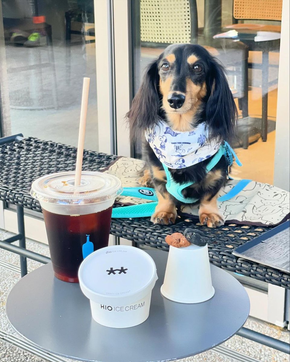 bluebottlejapan's tweet photo. Dogs of Blue Bottle ð¶ð©µâ
æ¬æ¥ã¯ #DogsOfBlueBottle ãšãšãã«æçš¿ããŠãã ãã£ããåçãäžéšã玹ä»ããããŸãïŒâ
â
坿ãããã³ãŒããŒã¿ã€ã ã®ãåçãã·ã§ã¢ããã ãããããšãããããŸããð©µâ
â
ã»1æç®ïŒã¢ã«ã¡ããâ
ãIG ðž @ choco_178â
â
ã»2æç®ïŒãã³ã¡ããâ
ãIG ðž @ princess_pekochanâ
â
ã»3æç®ïŒã·ã§ãªããâ
ãIG ðž @ iamsherikunâ
â
ã»4æç®ïŒãã³ãããâ
ãIG ðž @ bond.whippetâ
â åŒãç¶ããã¿ãªããŸã®çŽ æµãªãåçã®ã·ã§ã¢ããåŸ
ã¡ããŠãããŸãðžâ
â
â
çŸåšãã«ãŒããã«ã³ãŒããŒã§ã¯åç©æè·é±éã«åããã9/29(æ¥)ãŸã§ãDog Weekããéå¬äžã§ãïŒâ
â
察象ã«ãã§* ã§ã¯ãããã¡ãããšäžç·ã«ãæ¥åºããã ãããªã³ã¯ã 1ç¹ä»¥äžã泚æããã ããã²ã¹ãã®çããŸã«ããªãªãžãã«ã¹ããã«ãŒããã¬ãŒã³ãããŠããŸãð¶â
ãŸããTHE DAYS (ã¶ ãã€ãº)ããšã³ã©ãã¬ãŒãããŠå¶äœãããããã°ããªãŒããã®è²©å£²ãšã詊é£ããæž¡ãããŠããŸãâšâ
â
ããã¡ãããšäžç·ã«ãåžã§ãéããããã ãã代å®å±±ã«ãã§ãšè±æŽ²ããŒã¯ã«ãã§ã§ã¯ãThe Daysãšã³ã©ãã¬ãŒãããŠå¶äœããéå®ãã¬ãŒããŒã®ãããã°ããªãŒã (ãªãŒããã«ã¯ããã£ã³ãŒã«ããžã³ãžã£ãŒ)ã ã®è²©å£²ãšããã¡ãããããããšãŒã°ã«ãã䜿çšããŠäœã£ããHiO ICE CREAMãã®ããã¡ããçšã®ã¢ã€ã¹ã¯ãªãŒã ** ããã¬ãŒ?â
â
* ã¹ããã«ãŒé
åžå¯Ÿè±¡ã«ãã§ïŒæž
æŸçœæ²³ãã©ãã°ã·ããã»å
æ¬æšã»äžè»è¶å±ã»æ± è¢ã»åºå°Ÿã»æžè°·ã»ä»£å®å±±ã»è±æŽ²ããŒã¯ã»ã¿ãªãšã¿ããã»çœäºå±ã»ç¥æžéªæ¥ã»çŠå²¡å€©ç¥â
â»ã¹ããã«ãŒã¯ç¡ããªã次第çµäºãšãªããŸããâ
â
** ããã¡ããçšã®ã¢ã€ã¹ã¯ãªãŒã ã¯æéäžã®é±æ«éå®ã§ã®é
åžãšãªããŸãã 1æ¥éå® 30é£ãšãªããŸããâ
â
â
â»äžéšã«ãã§ãé€ããããã¡ãããé£ããŠã®åºå
å
¥åºã¯ãé æ
®ããã ããŠãããŸãã ãæ¥åºã®éã¯ããªã¹ã¿ãžãã²ã声ãããã ãããâ
â
â»äº¬éœã«ãã§ã§ã¯THE DAYSãšã®ã³ã©ãããã°ããªãŒãã§ã¯ãªããå¥ã®çš®é¡ã®ããã°ããªãŒãããçšæããŠãããŸãã â ããã°ããªãŒãã®è²©å£²ãããããŸããã®ã§ããããããäºæ¿ãã ãããâ
â
â #ãã«ãŒããã«ã³ãŒããŒâ
#BlueBottleCoffeeâ
â #DogsOfBlueBottle