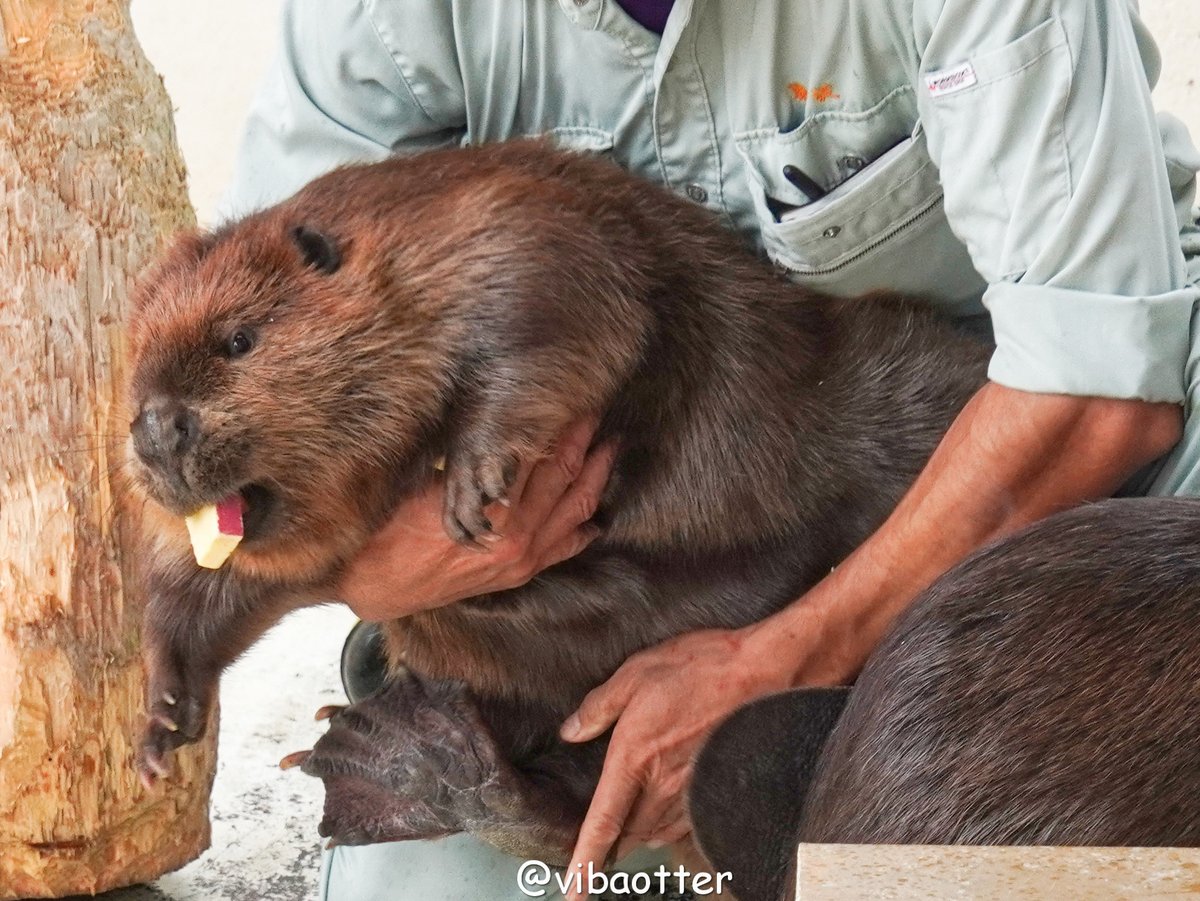 vibaotter's tweet photo. プロフェッショナル
　　　　～体重測定の流儀～

「体重は自ら測るものではない、測ってもらうものである」

素
人
は
黙
っ
と
れ
｜
｜

#遊亀公園附属動物園
#ビーバー #アメリカビーバー 
#あずき
2024.9.22 https://t.co/9HiPKbjawU