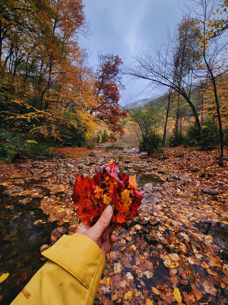 ALadyNamedKatie's tweet photo. Happy fall y’all 🍁😍❤️ https://t.co/d5jdreLUl2