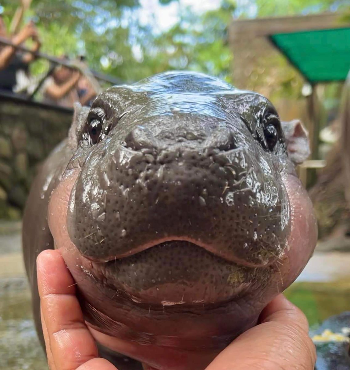 สวนสัตว์เปิดเขาเขียว Khao Kheow Open Zoo tweet media