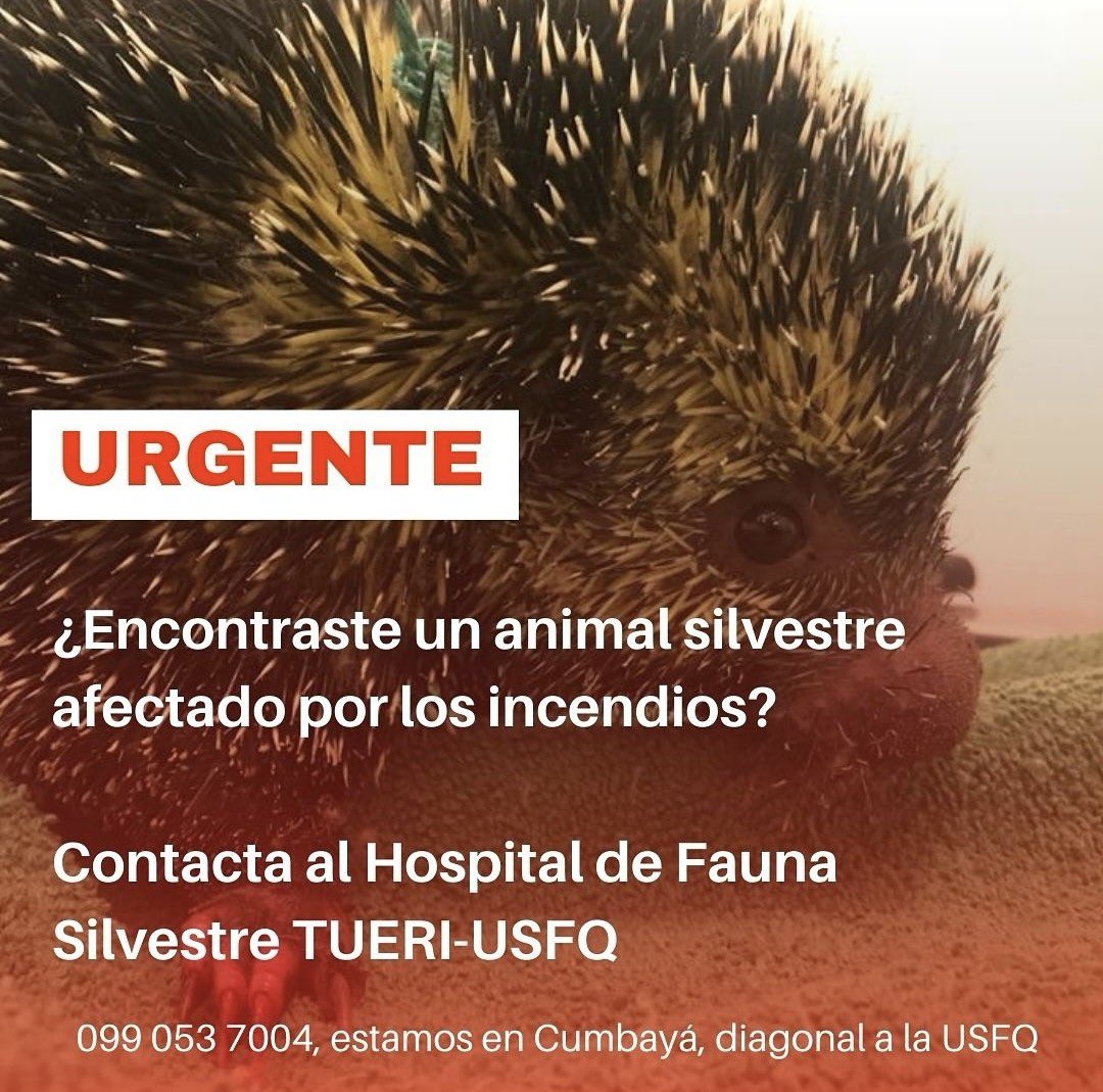 revistaPlanV's tweet photo. #IMPORTANTE  | 🚨 Si encuentran un animal silvestre o mascota afectado por los incendios en Quito, la @USFQ_Ecuador pone a su disposición el Hospital de Fauna Silvestre, puede llamar al 099 053 7004. 
También se puede llamar al 911 

#Guapulo https://t.co/ecItya85Vd