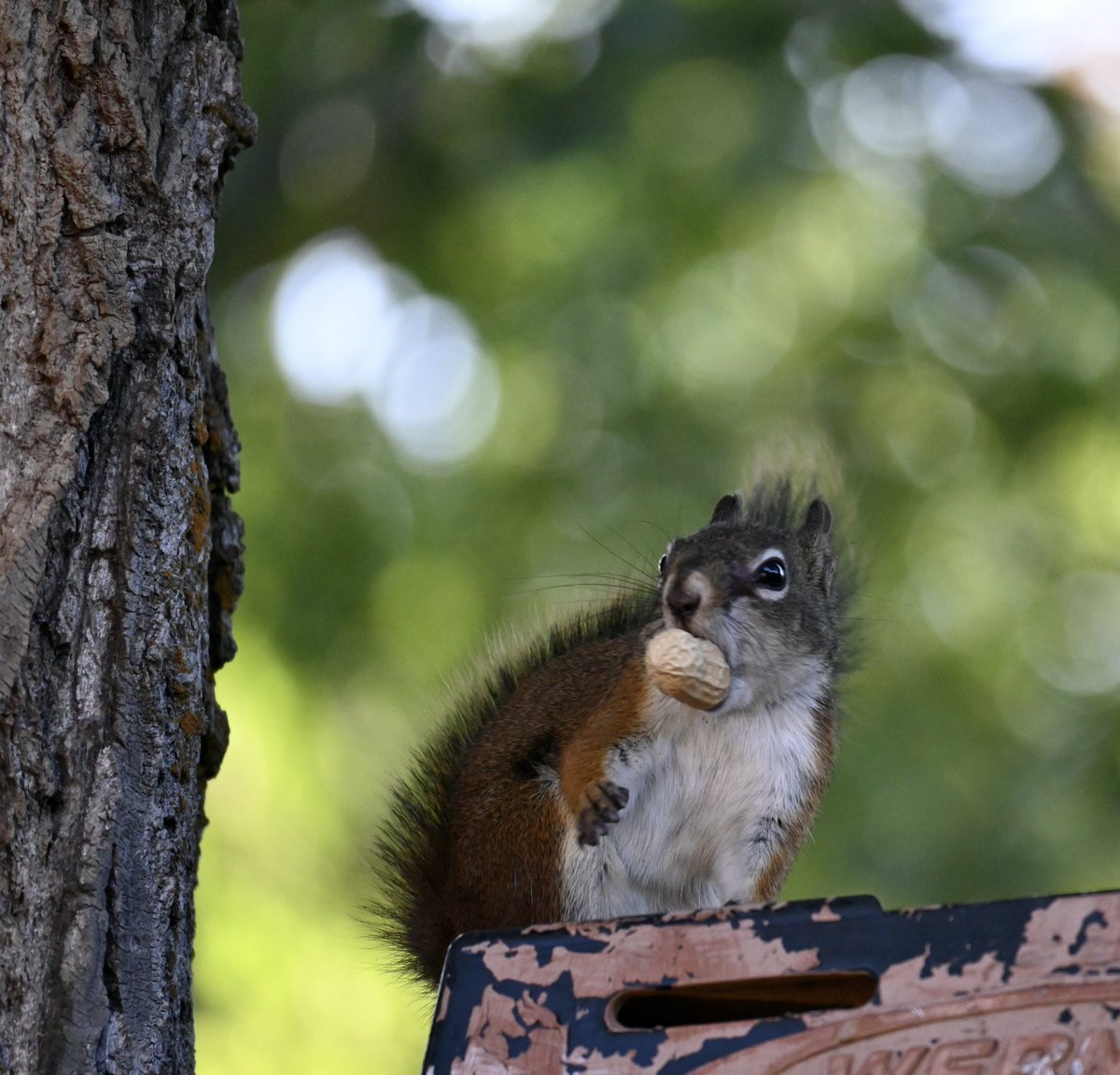 thequaintcabin's tweet photo. @squirrellovers_ 😆 https://t.co/H8MkusnBbT