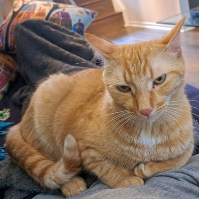 Meet TNT &amp; Dynamite

They get along very well with each other; they love sleeping in high places so they can keep an eye on everything. They love people and are not shy, they will come up to new people and seek attention and pets.

Adopt: docs.google.com/forms/d/e/1FAI…