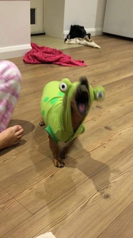 twaniimals's tweet photo. ㅤㅤㅤㅤ https://t.co/ag5J1B3RVD