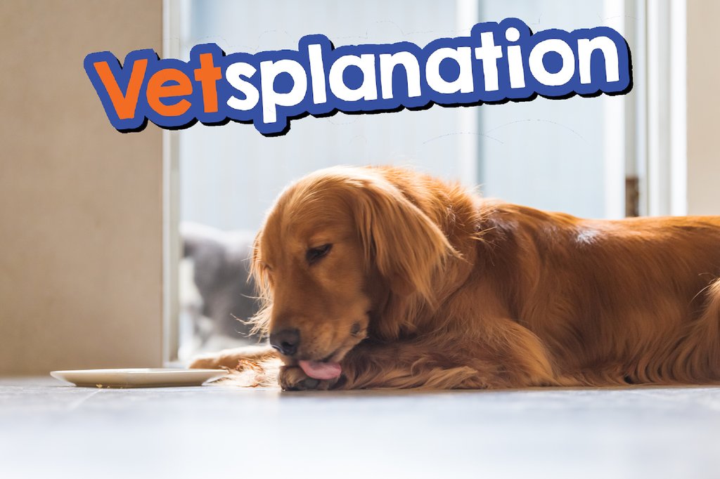 vetsplanation's tweet photo. Did you know parasites could be hiding in your pet's intestines right now? Our new episode dives into the world of internal parasites, discussing how they spread, the impact on your pet’s health, and effective treatments.

View on Vetsplanation Website: 
https://t.co/1jgrAA6ehe https://t.co/ok88YpGzoo