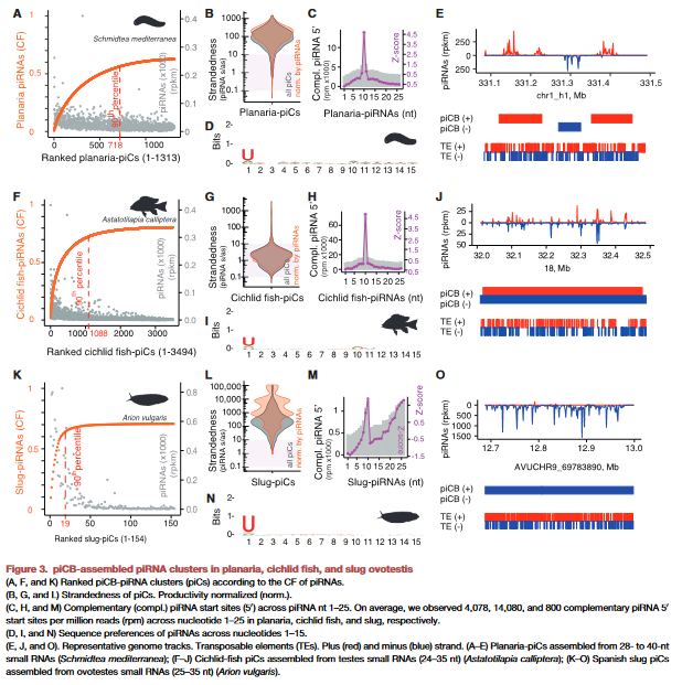 SvobodaLab's tweet photo. Our first paper with slug data! A contribution to @haase_astrid quest to develop a piRNA cluster annotation tool for animals. It includes RNA-seq analysis of piRNA clusters in Arion by Filip. And Zuzka, our PhD alumni doing her NIH postdoc is shared first.
https://t.co/RiVkDPozYP https://t.co/TvXste9Jed