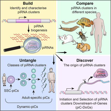 SvobodaLab's tweet photo. Our first paper with slug data! A contribution to @haase_astrid quest to develop a piRNA cluster annotation tool for animals. It includes RNA-seq analysis of piRNA clusters in Arion by Filip. And Zuzka, our PhD alumni doing her NIH postdoc is shared first.
https://t.co/RiVkDPozYP https://t.co/TvXste9Jed