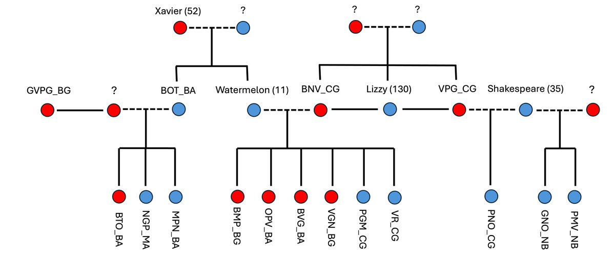 @BigCityBirds (@bigcitybirds1) on Twitter photo Check out Watermelon's extended family tree, as revealed by genetic analysis of feathers by #CleverCockieProject and <a href="/LucyMAplin/">Lucy Aplin</a> <a href="/KyleEwart/">Kyle Ewart</a> - Check out Watermelon's extended family tree, as revealed by genetic analysis of feathers by #CleverCockieProject and <a href="/LucyMAplin/">Lucy Aplin</a> <a href="/KyleEwart/">Kyle Ewart</a> -