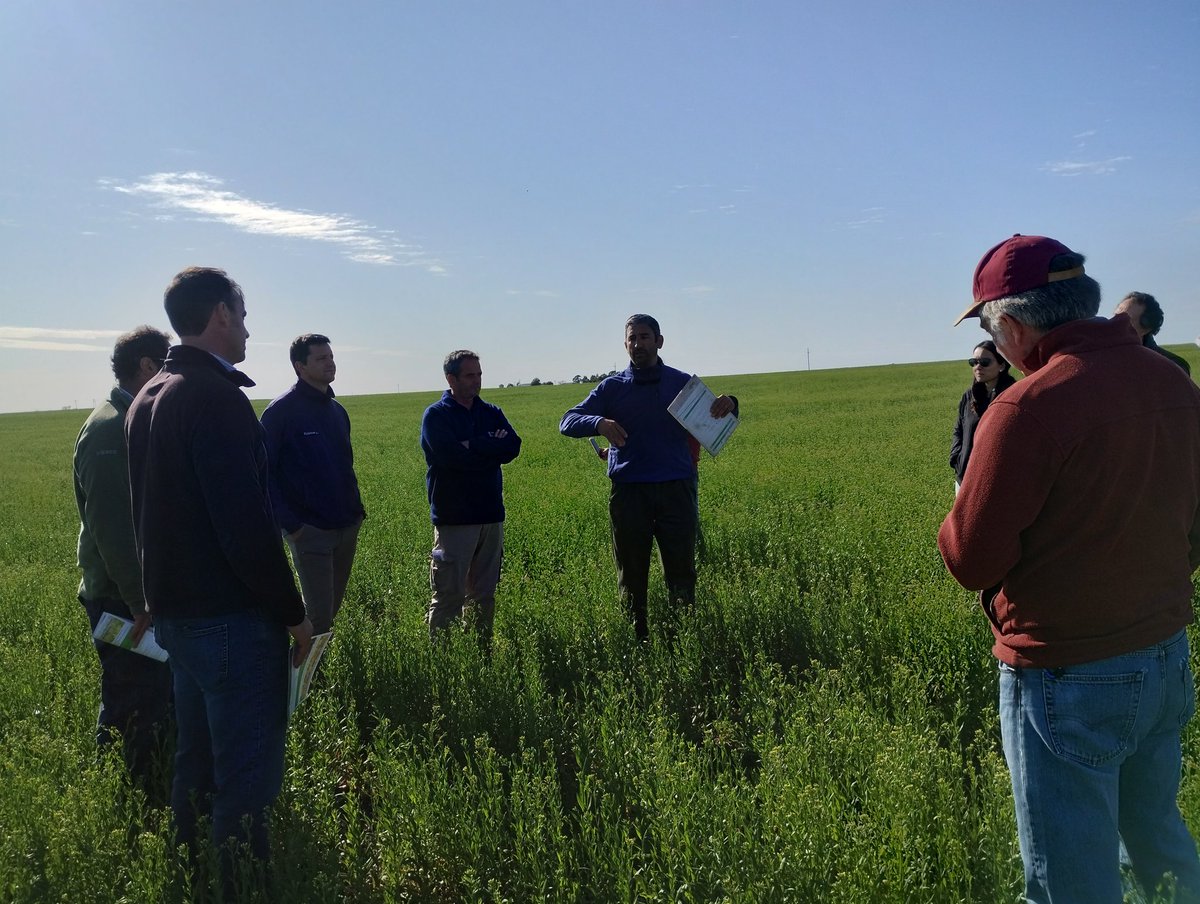 Aprendiendo produciendo!! Reunión de la regional <a href="/aapresidtrenque/">Aapresid Trenque Lauquen</a> en lote de #camelina