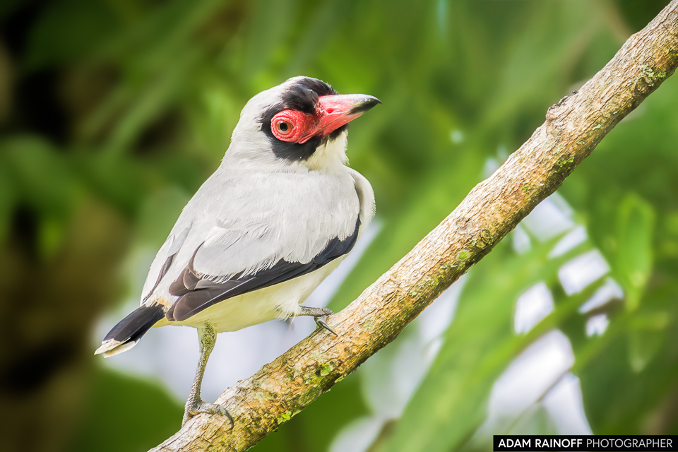 adamrainoff's tweet photo. Masked Tityra (Tityra semifasciata) captured in San Pablo de Borbur, Boyacá, Colombia. This striking bird stands out with its bold black mask and sleek plumage. ©2023 Adam Rainoff Photographer 

#TityraSemifasciata #BirdPhotography #Colombia #Wildlife #Conservation https://t.co/OdGYxaHSne